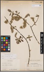 Foto von Salix cinerea L.
